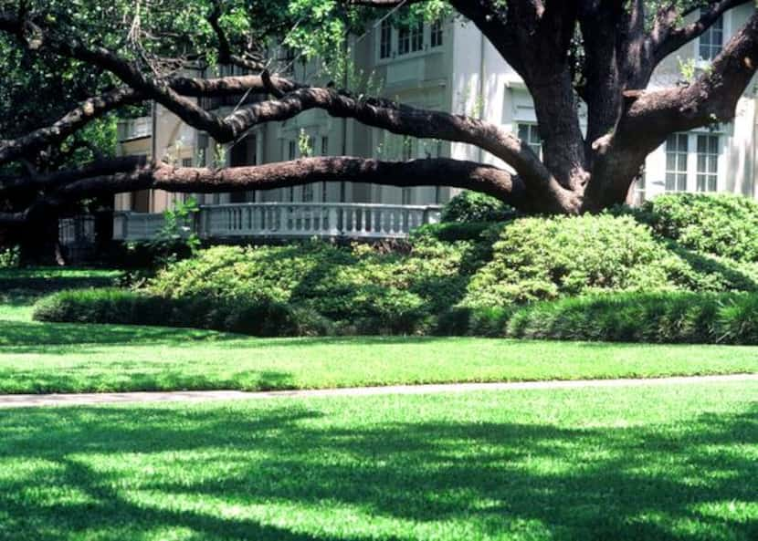 
Live Oak trees are a good shade option for North Texas yards.
