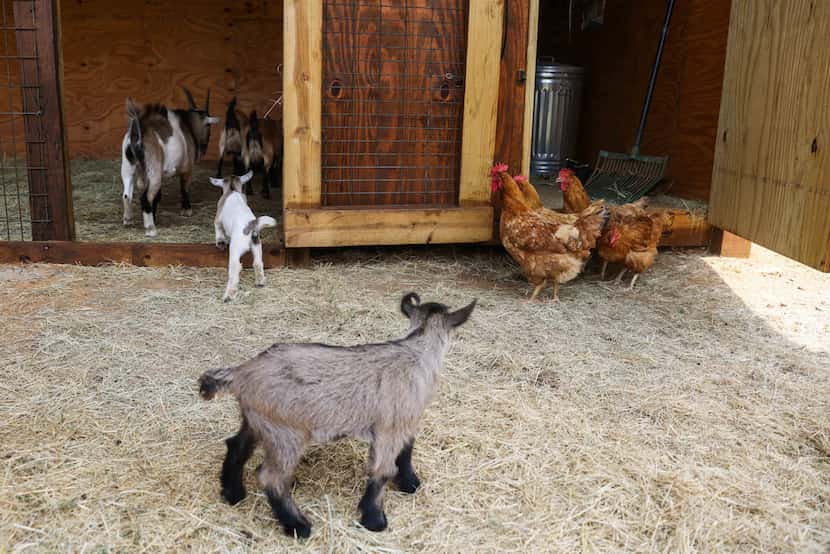 Chickens and goats share the grounds with residents of 29 Acres in Cross Roads.