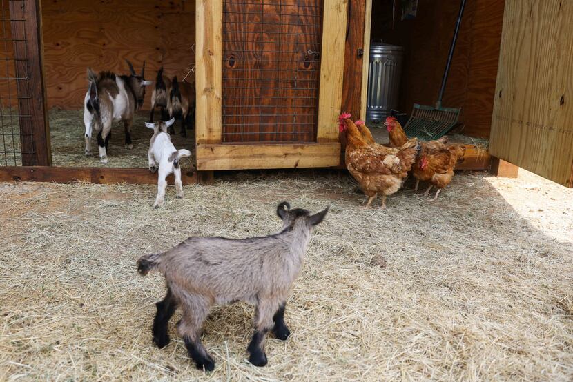 Chickens and goats share the grounds with residents of 29 Acres in Cross Roads.