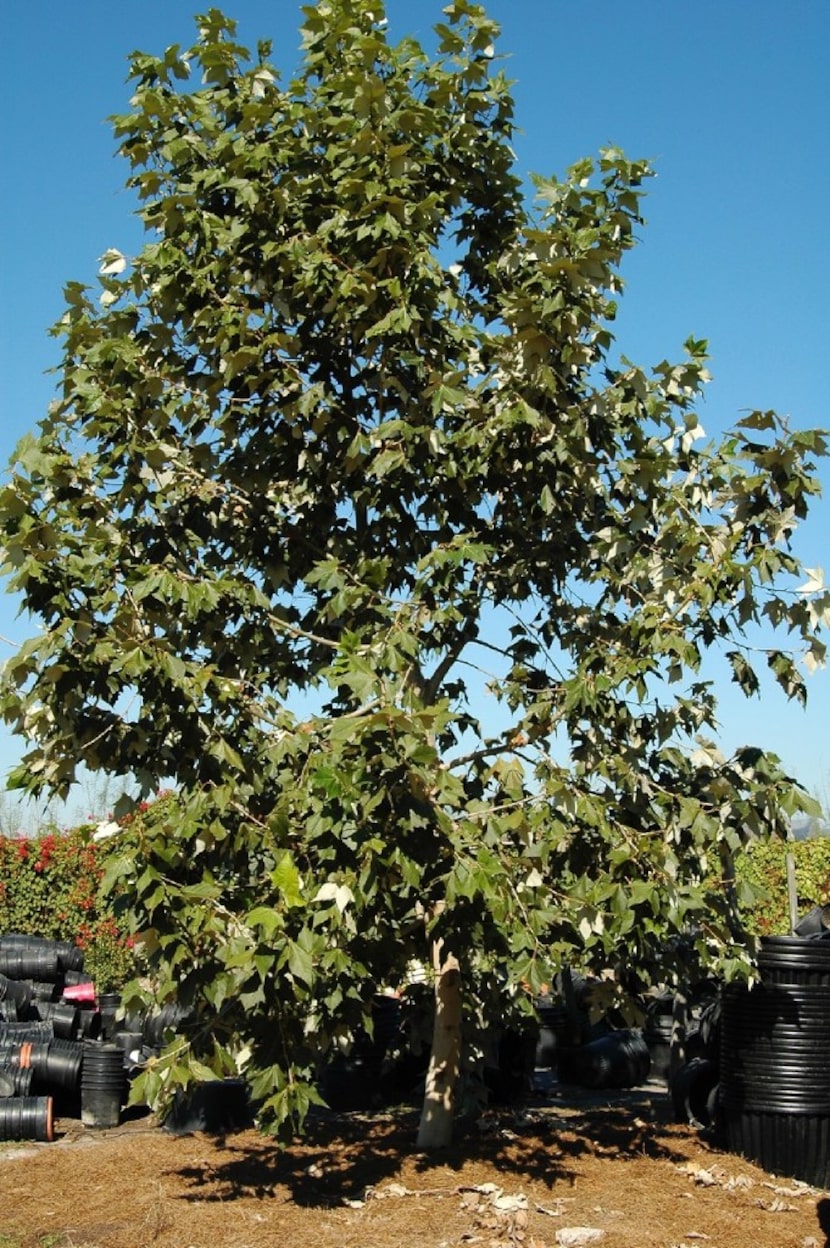 Mexican sycamore tree 