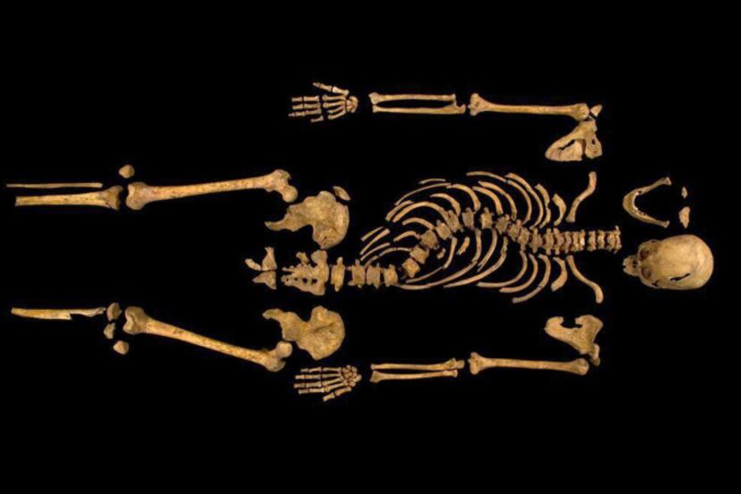The remains of King Richard III, discovered in 2012 in Leicester, England, show his...