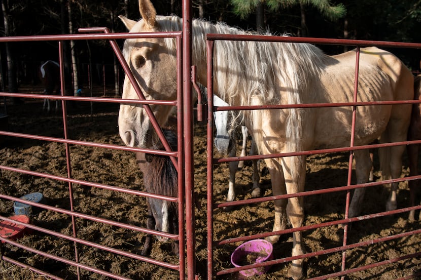 The Humane Society of the United States, with help from Safe Haven Equine Rescue and...