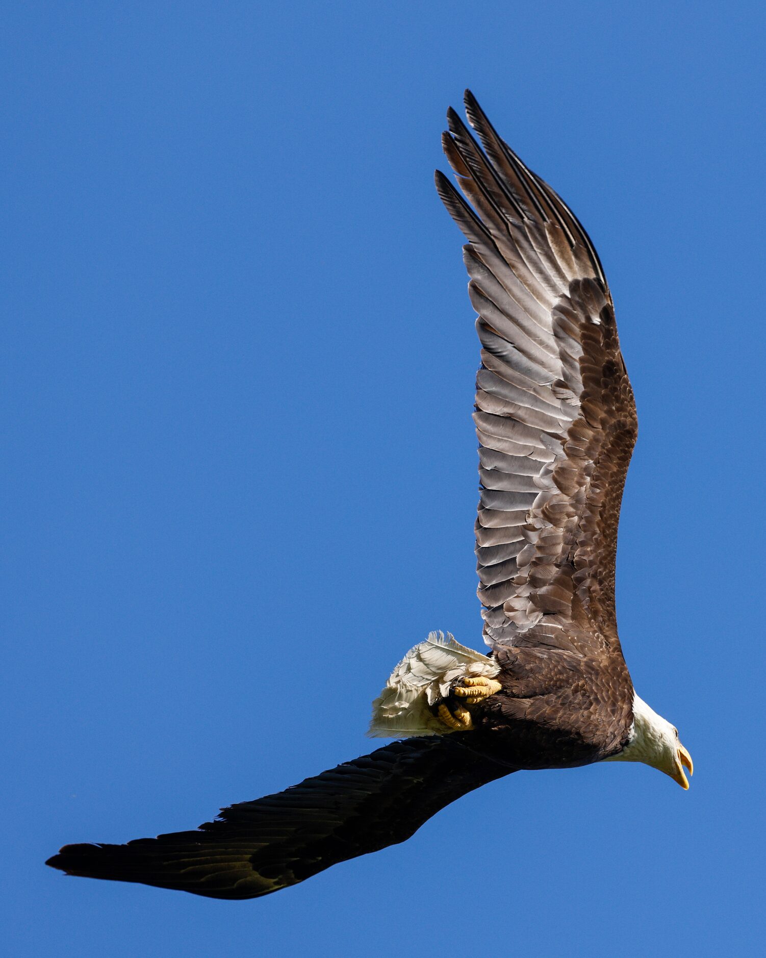 A bald eagle flies near White Rock Lake, Friday, April 5, 2024, in Dallas.