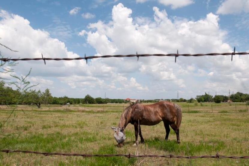 
For now, a horse finds peace in a field at the intersection of Tripp and Jobson Roads in...