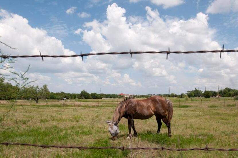 
For now, a horse finds peace in a field at the intersection of Tripp and Jobson Roads in...