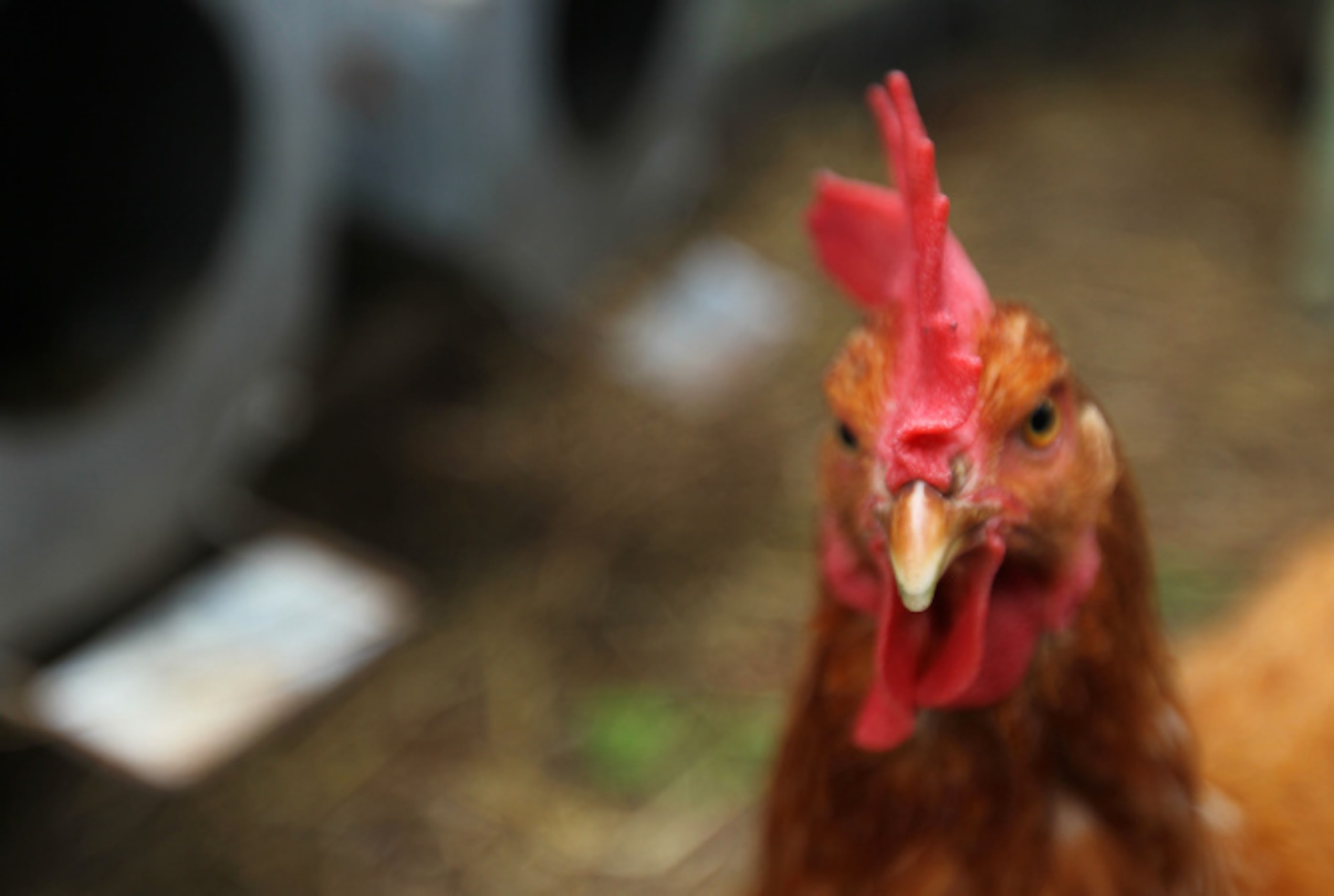 Dallas Morning News writer Mariana Greene uses her own backyard garden and chicken coop...