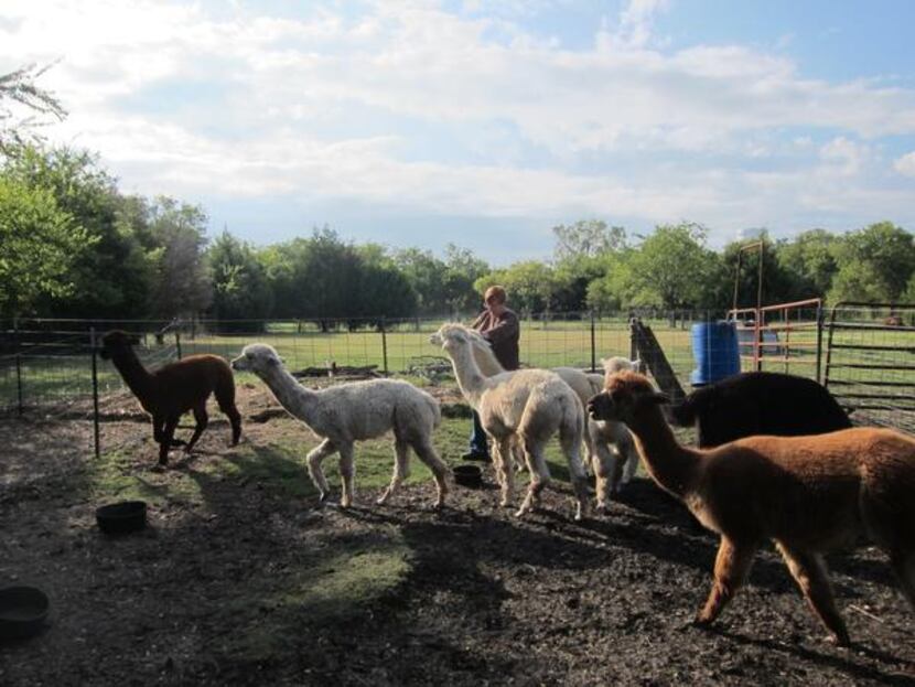 Telisak’s alpacas (from right) Jameson, Micah, Boaz, Merit, Moonstruck, Courage and Solomon,...