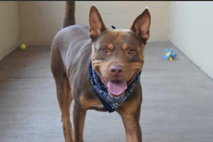 Sandcastle is a 3-year-old male Shepherd mix that was up for adoption at Collin County...