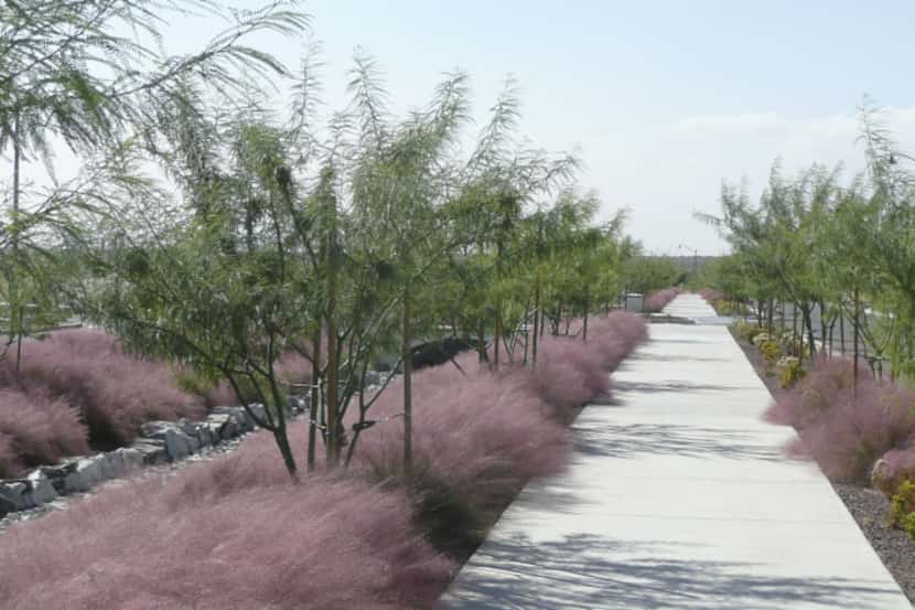 Muhlenbergia capillaris 'Regal Mist' is full rosy bloom. It's a variety of a native Texas...