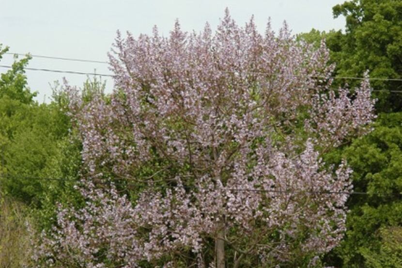 The royal paulownia or empress tree is a fast-growing shade tree.
