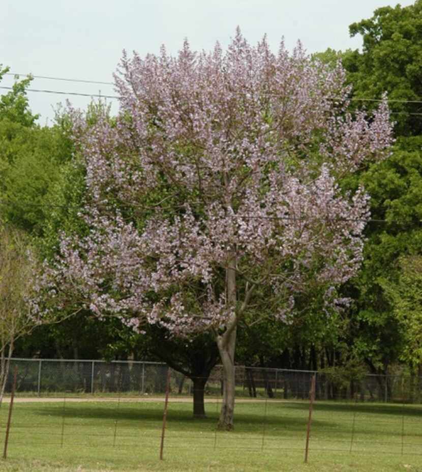 The royal paulownia or empress tree is a fast-growing shade tree.
