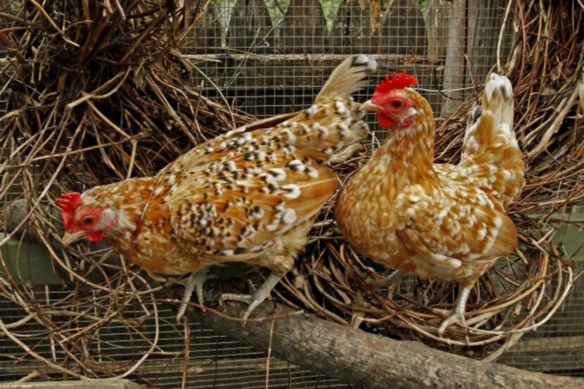 Thelma (left) is henpecked and lonely after her bantam buddy Louise disappeared more than a...