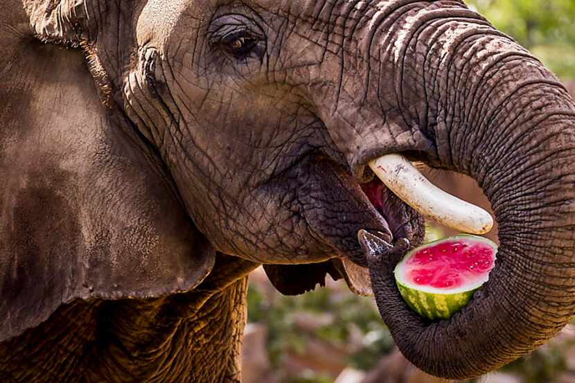Dallas Zoo elephant Congo eats a half of a watermelon in July 2015. Animal-rights group...