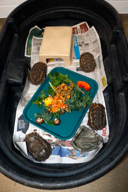 These are four of the Home's hinge-back tortoises that were sent to the Dallas Zoo after...