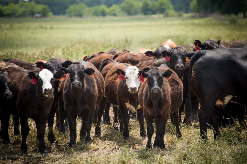 The Caroline Rose Hunt Family, Rosewood Ranches and the Jack Rose Cattle Company  launched a...