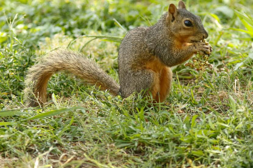 A squirrel photographed at Bachman Lake in Dallas.