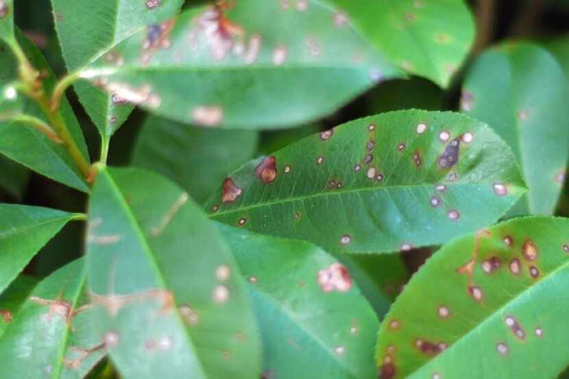 Early stage of photinia leaf spot and related chlorosis