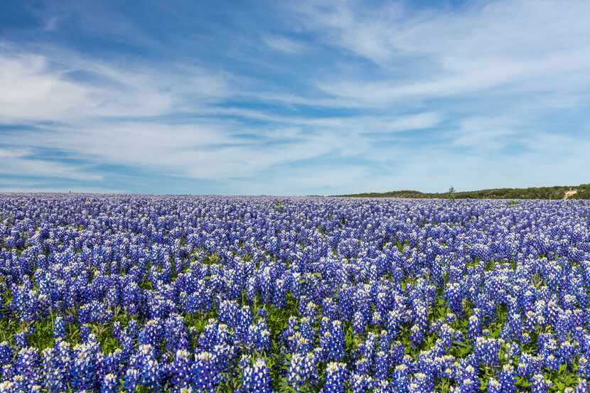 Texas bluebonnet field and blue sky background in Muleshoe Bend.