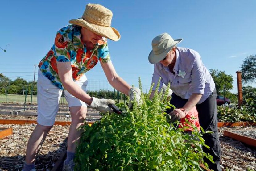 
Master-gardener-in-training Beverly Todd (left) and master gardener Traci McAlister remove...