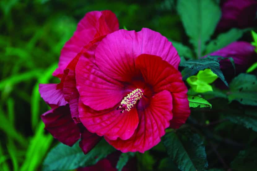 'Midnight Marvel' hibiscus from Burpee