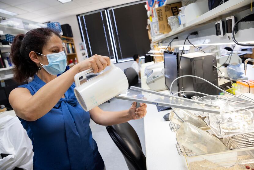 Postdoctoral researcher Victoria Acosta-Rodriguez demonstrates how she adds food pellets to...
