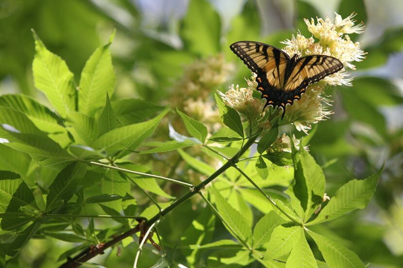 A Tiger Swallowtail on a blooming buckeye at the Texas Buckeye Trail in the Great Trinity...