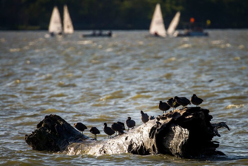 Sailboats ply the waters of White Rock Lake 