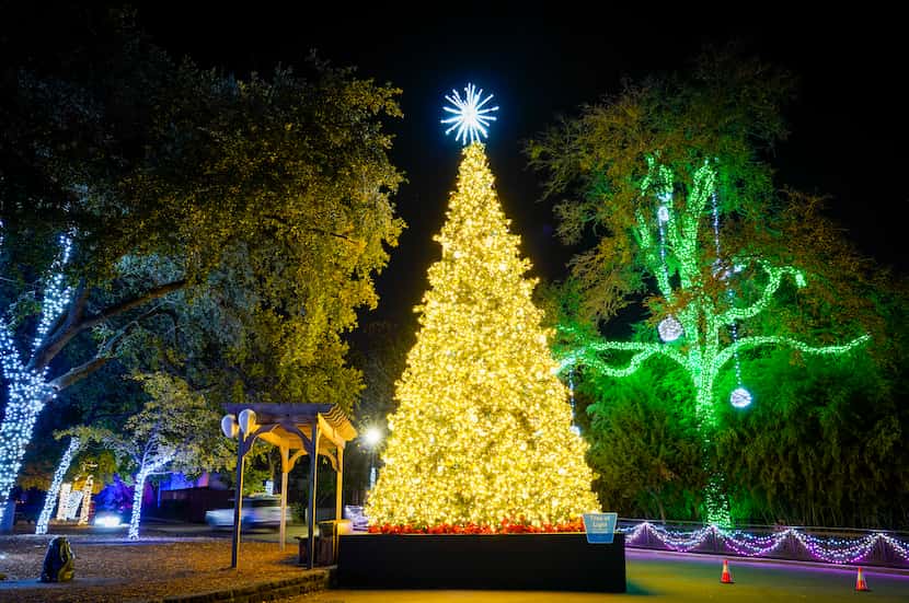 Motorists pass a large Christmas tree display during Dallas Zoo Lights on Wednesday, Nov....