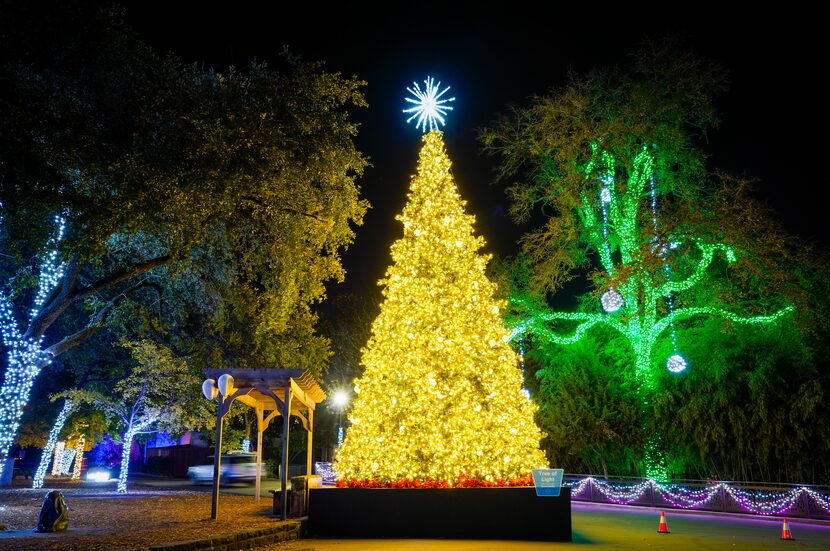 Motorists pass a large Christmas tree display during Dallas Zoo Lights on Wednesday, Nov....