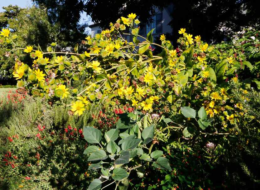 Yellow rosinweed