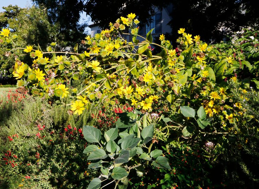 Yellow rosinweed