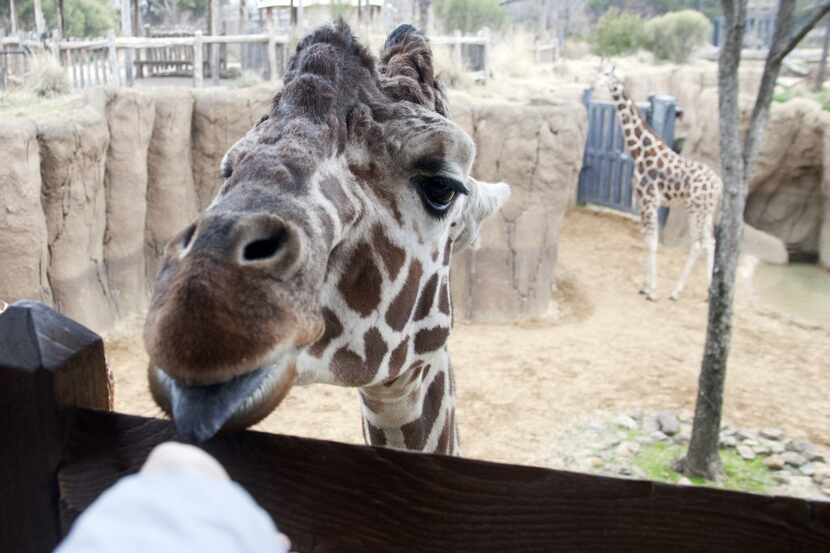 Visitors can get eye to eye with giraffes at the Dallas Zoo's Diane and Hal Brierley Giraffe...