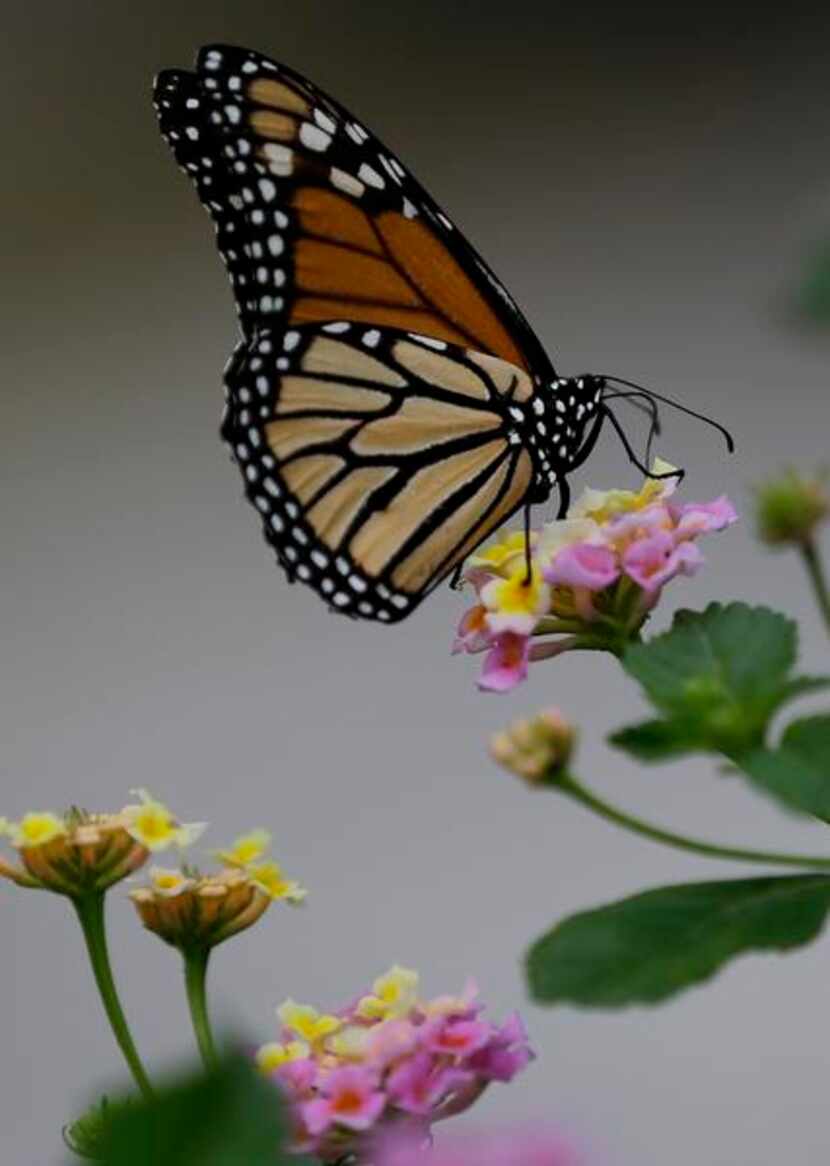 
Lantana attracts many butterflies, including monarchs. 
