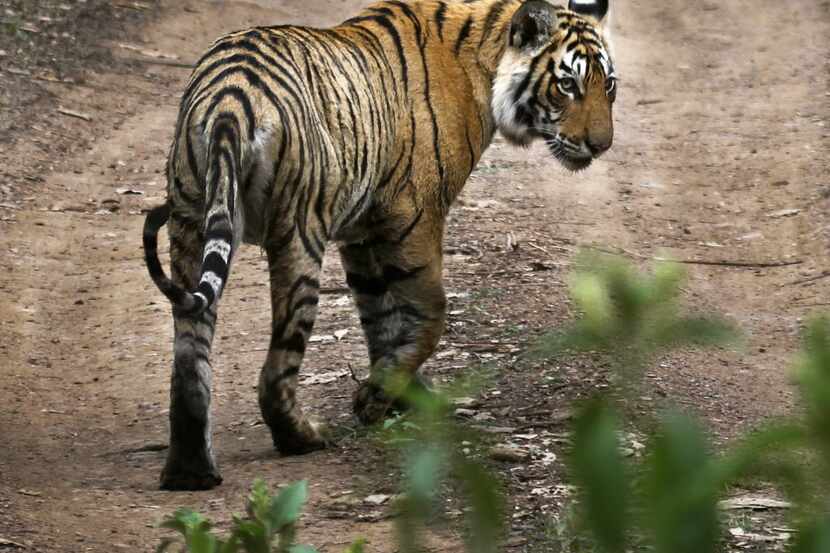 According to the World Wildlife Fund, only about 3,890 tigers are left in the wild. India is...