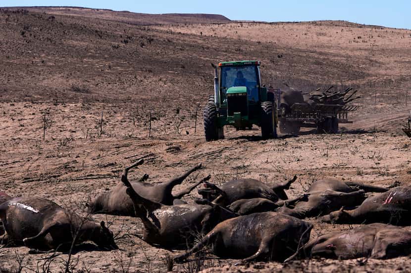 Un ranchero con un tractor retira las vacas muertas por el incendio de Smokehouse Creek, el...