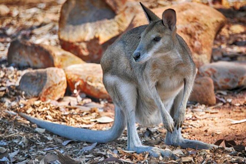 
Get a glimpse of wallabies in Nitmiluk National Park. 
