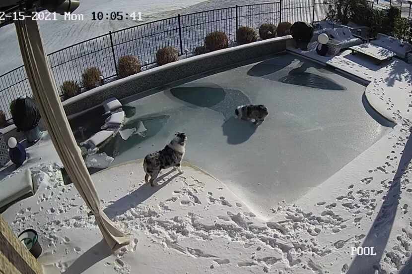 A dog in Southlake fell into a backyard pool Monday morning. Its owner caught it all on camera.