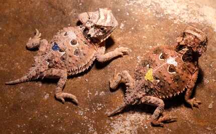 These Texas Horned Lizards were hatched on July 20, 2017. The babies keep warm under heat...