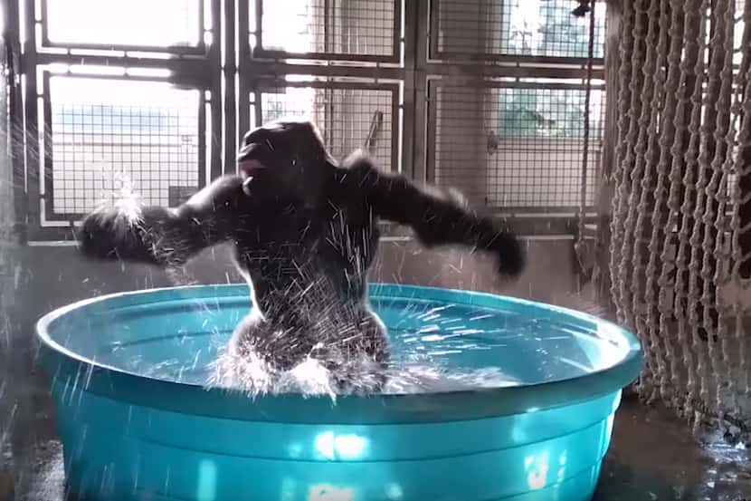Zola the gorilla breakdances at the Dallas Zoo