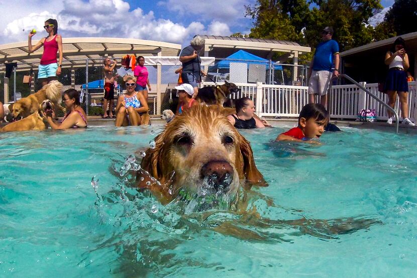 Cleveland swam during last year's party at Holford Pool in Garland. (Ashley Landis/The...