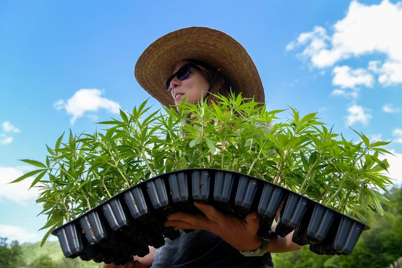 A new Texas law intended to encourage cultivation of hemp as an industrial crop -- as shown...