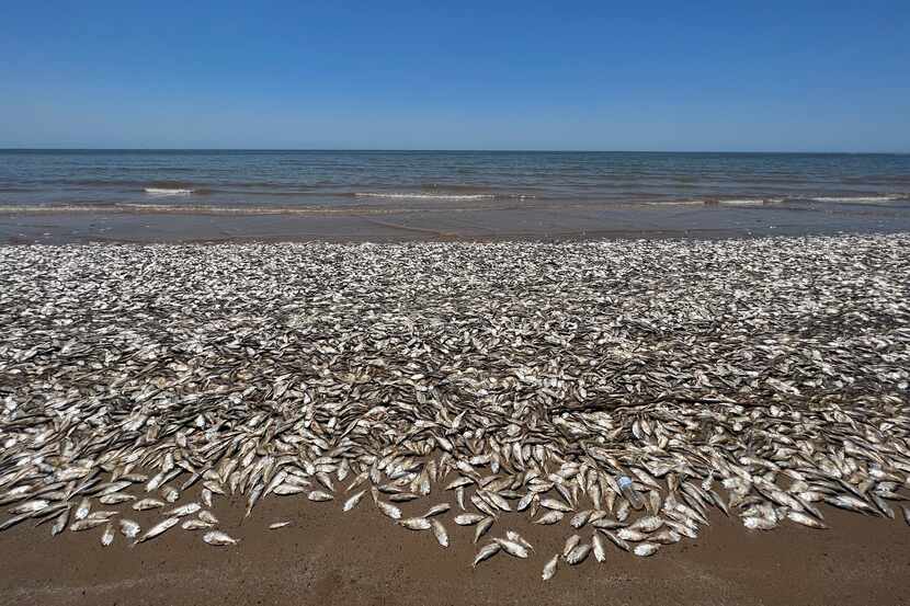 Miles de peces muertos aparecieron en la arena de Quintana Beach County Park, en Bazoria, al...