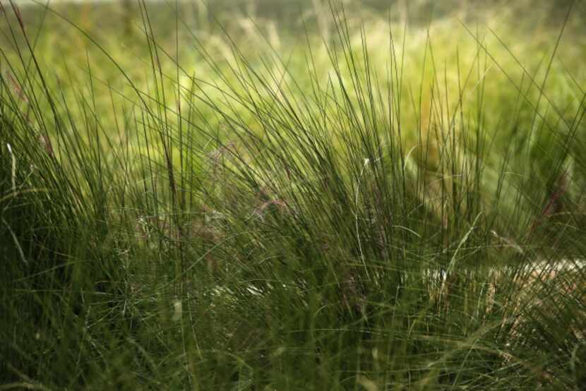 Waving prairie grass borders areas throughout Klyde Warren Park in Dallas, TX on October 16,...