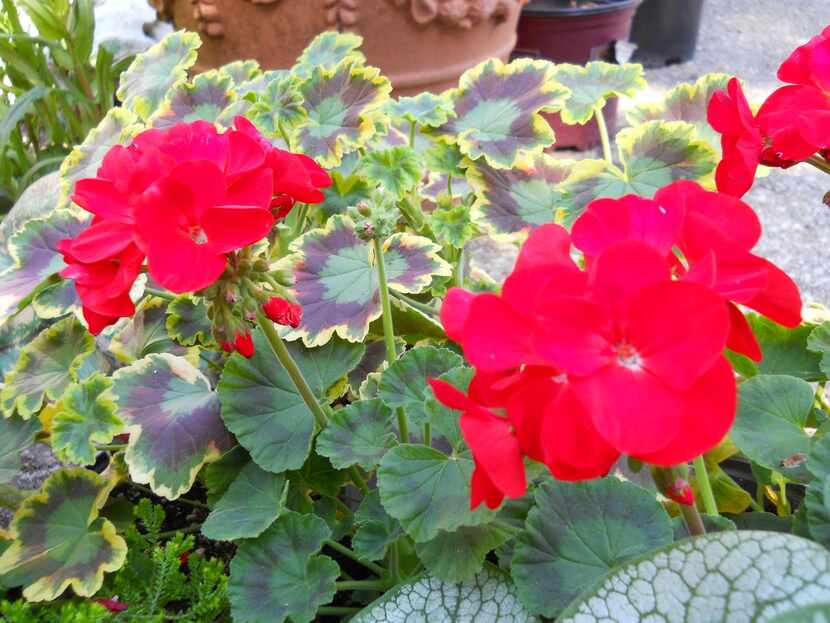 
A cottage garden must include geraniums. 
