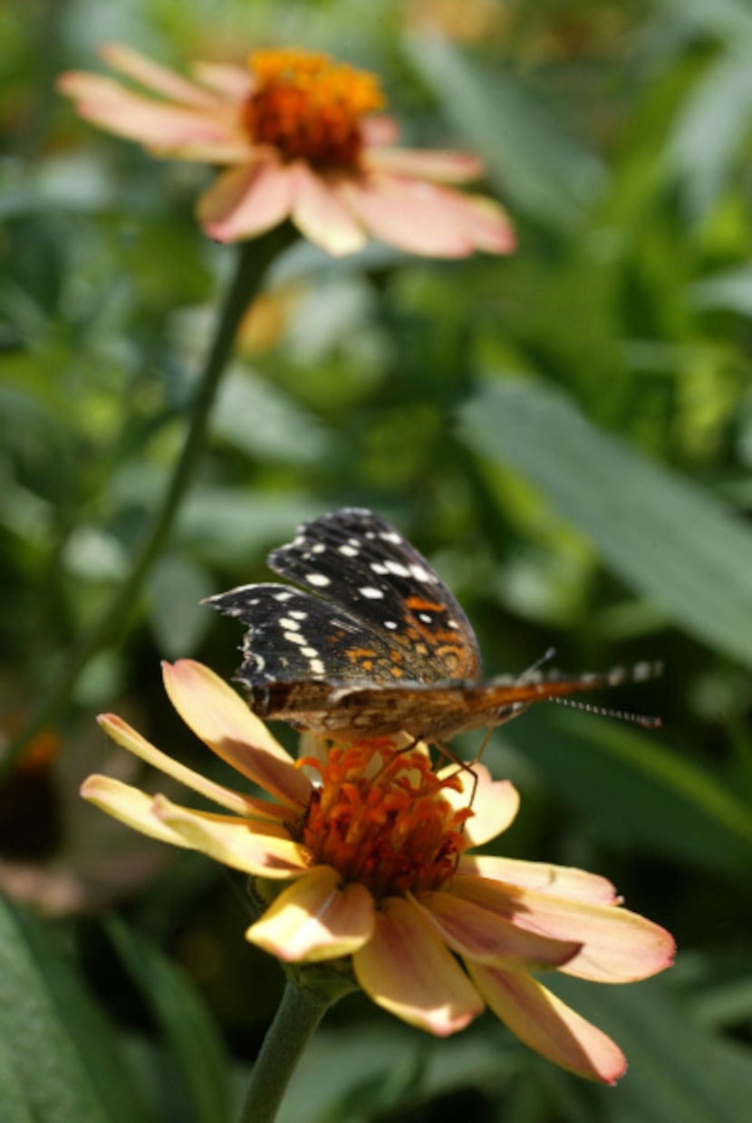 The Zinnia 'Profusion' series is mildew-resistant and produces flowers until frost.