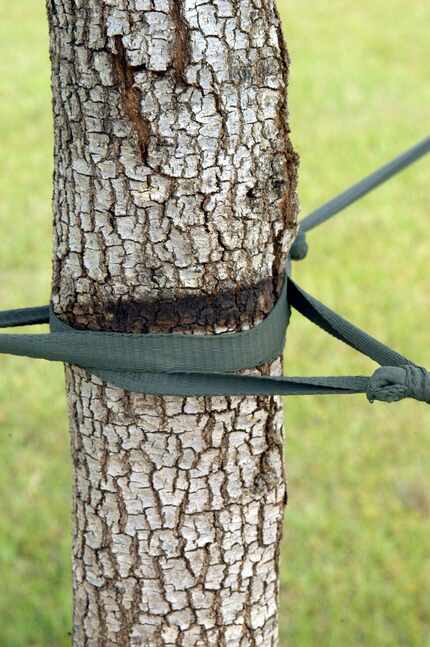 Tight staking damages the tree's cambium layer and often does severe trunk damage.