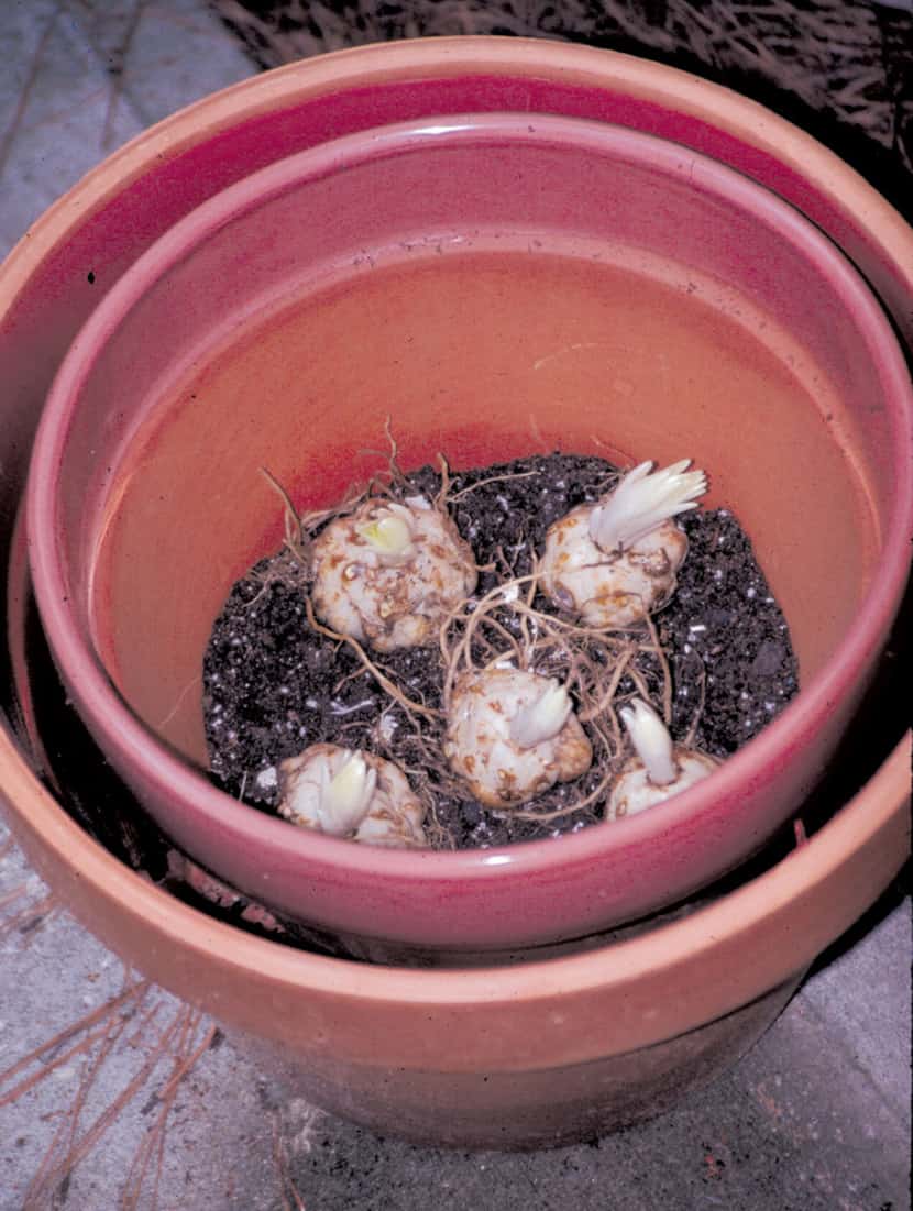 Step 1:  Start your container by planting Oriental lilies over a 3-inch base layer of...
