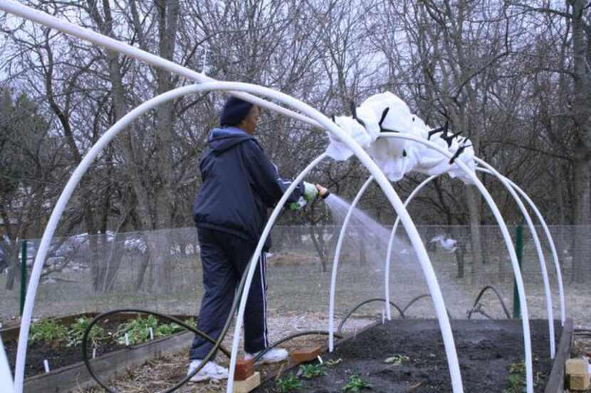 
Angela Glover, a Carrollton resident waters her plants at The Giving Garden on March 8....