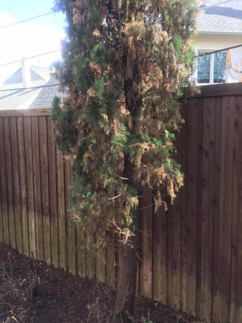 Italian cypress tree has a fungal disease.