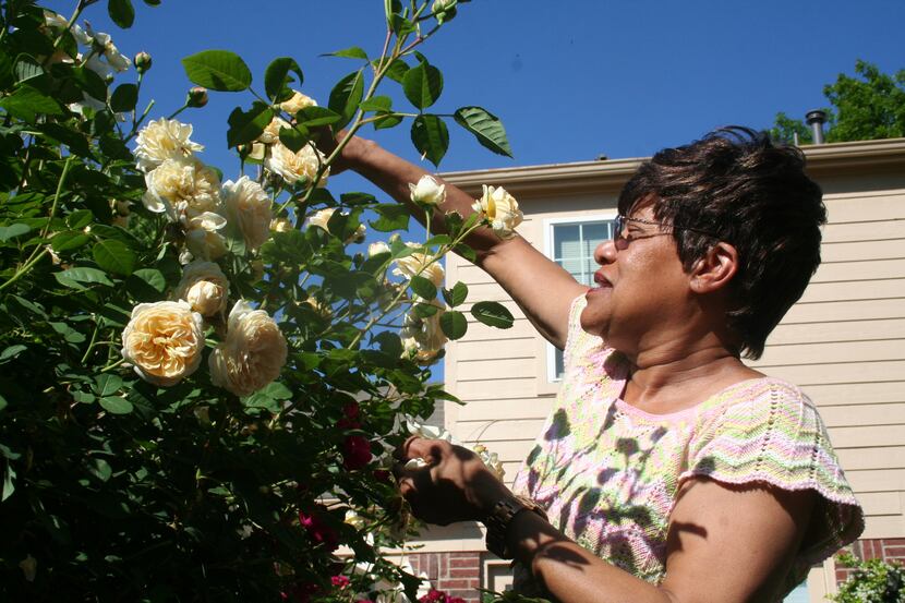 Delores Shaw prunes some flowers at her Cedar Hill home in Bradford Park at High Pointe,...